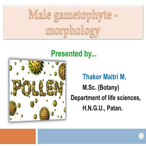 Male gametophyte   morphology