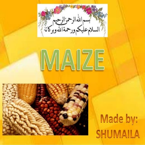 Maize