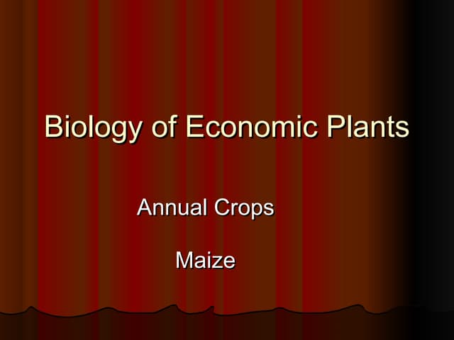 Maize