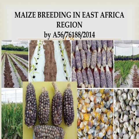 Maize breeding in east africa region presentation