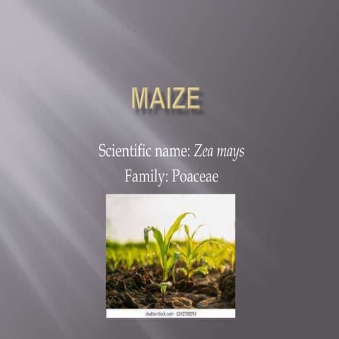 Maize crop by products.pptx