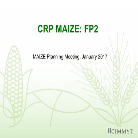 CRP MAIZE: FP2