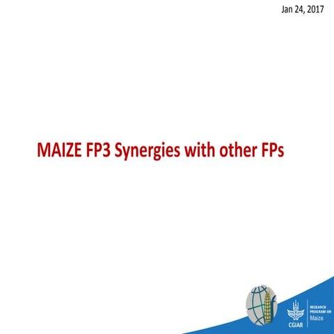 CRP MAIZE: FP 3