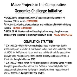 GRM 2013: Status of maize projects...