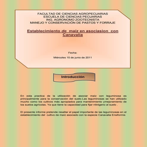 Maiz en asociacion con cannavalia