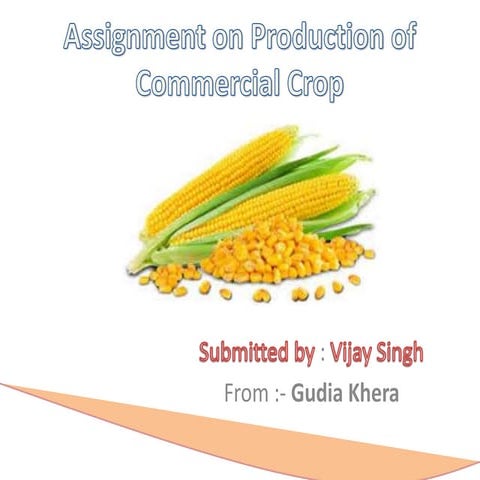 Maize ppt