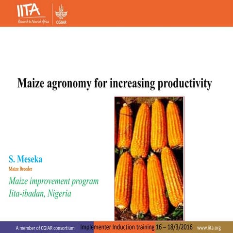 Maize agronomy for increasing productivity 