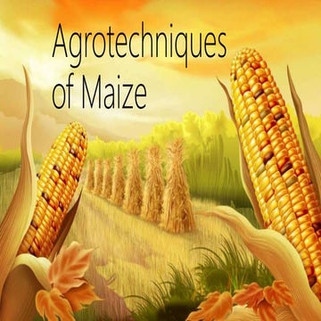 Improved agrotechniques for Maize cultivation