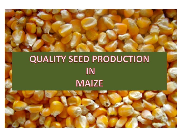 Maize seed production