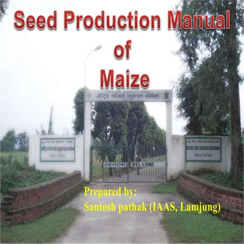 Maize seed production