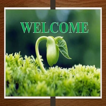 Maize seed production