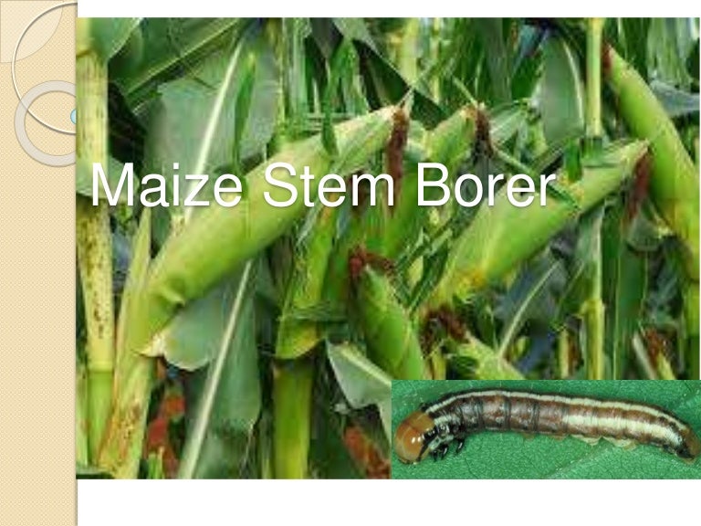Maize Stem Borer