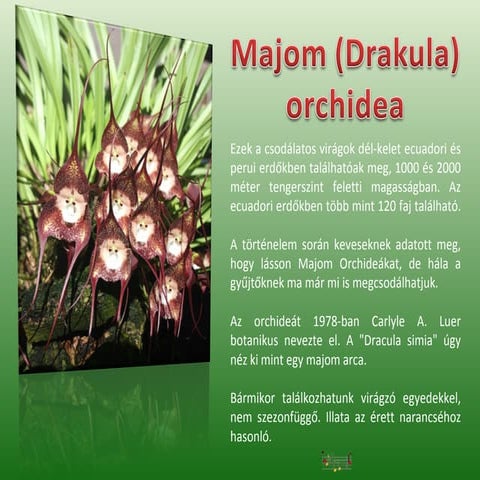 Majom orchidea