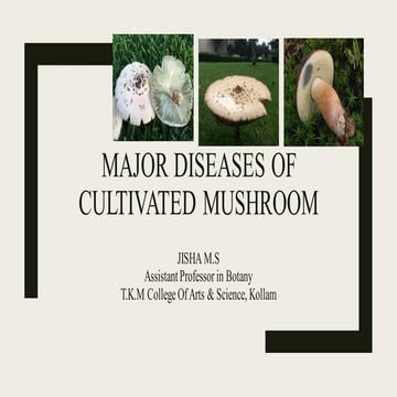 Major diseases of cultivated mushroom