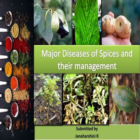 Major diseases of Spices and their Management.pptx