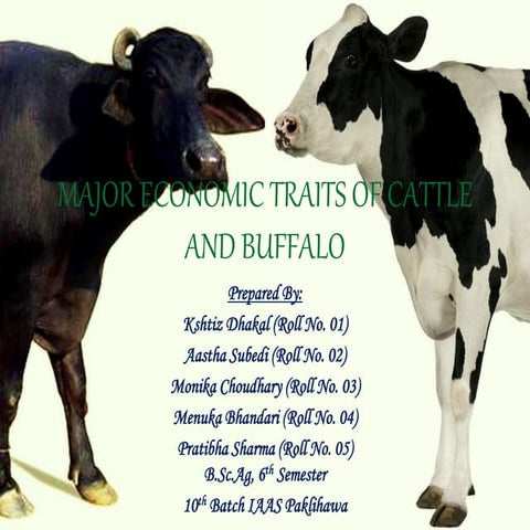 Major economic traits of cattle and buffalo