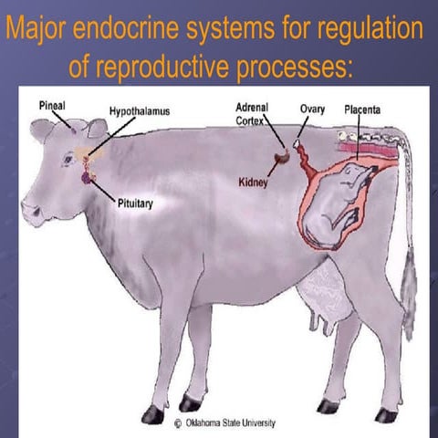 Major endocrine systems for regulation of reproductive processes.ppt