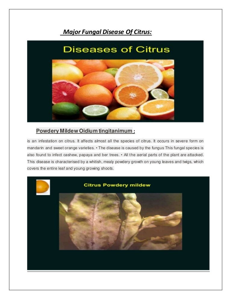Major fungal disease of citrus