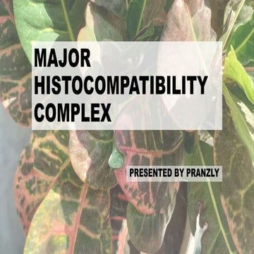 MAJOR HISTOCOMPATIBILITY COMPLEX by Pranzly.ppt