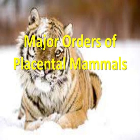 Major orders of placental mammals | PPTX