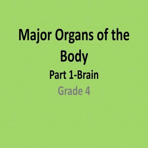 Major organs of the body-Brain