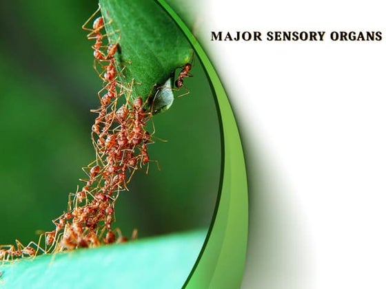 *"Sensing the World: Insect Sensory Systems"*