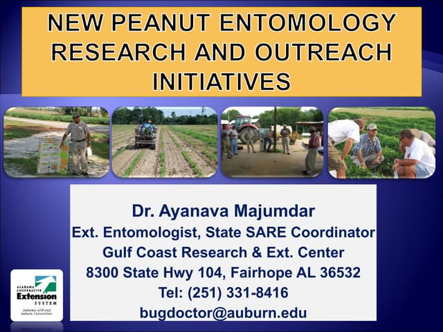 Peanut insect pests