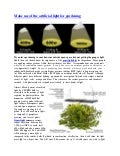Make use of the artificial light for gardening