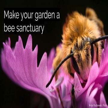 Make your garden a bee sanctuary