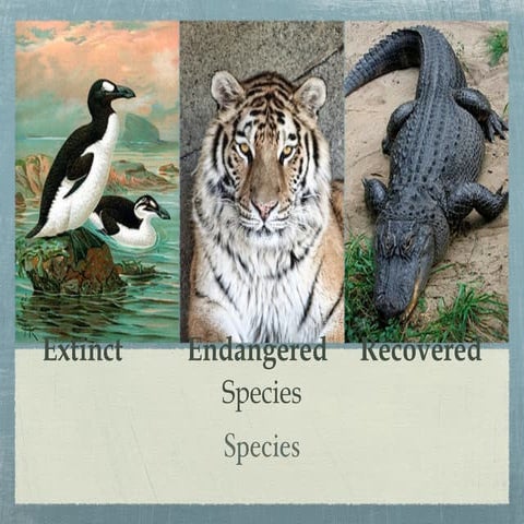 Malaika ess  species presentation