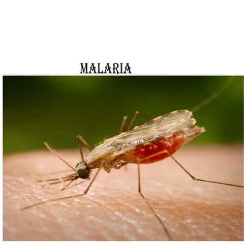 malaria disease power point presentation