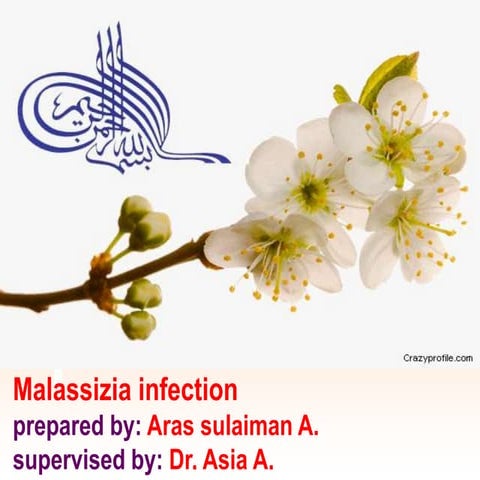 Malassezia infection