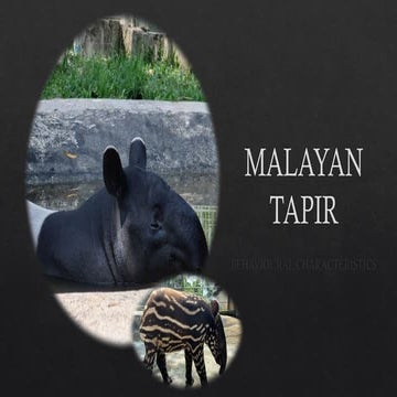 Comprehensive Overview of Malayan Tiger Behavior at A’ Famosa Safari ...
