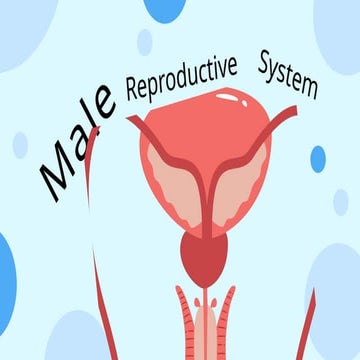 Male-Reproductive-System-Educational-Presentation-Blue-Minimalist-Style ...