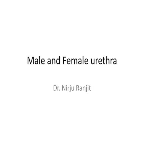 Male and female urethra