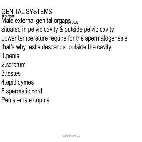 male genital system ppt for male genital system.pptx