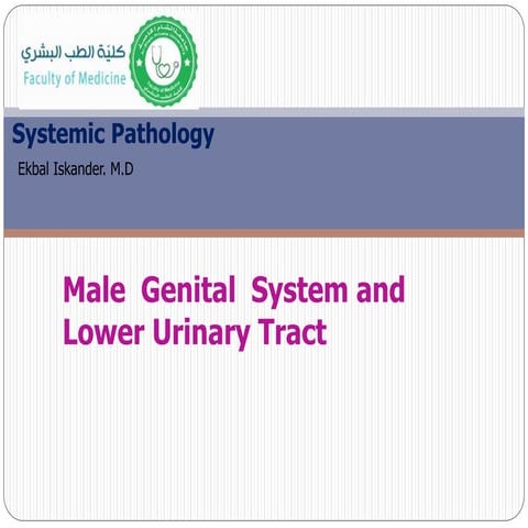 male gental tract & lower urinary tract.pdf