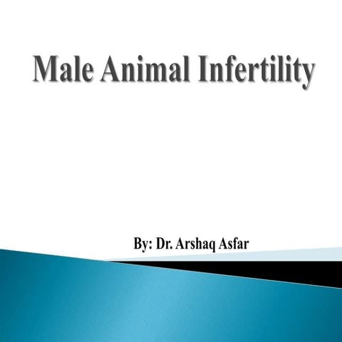 Male Animal infertility