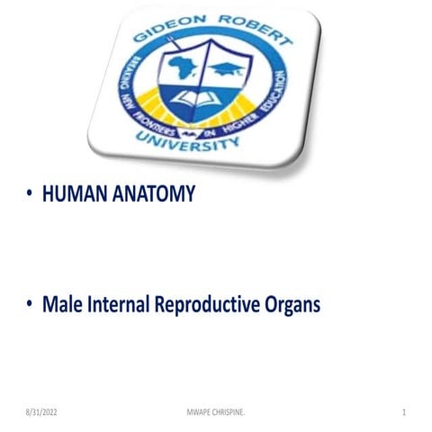 Male Internal Reproductive Organs.pptx