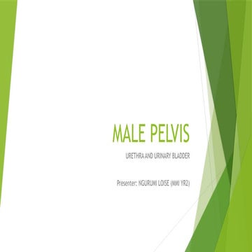 MALE Pelvis power point presentation for master students