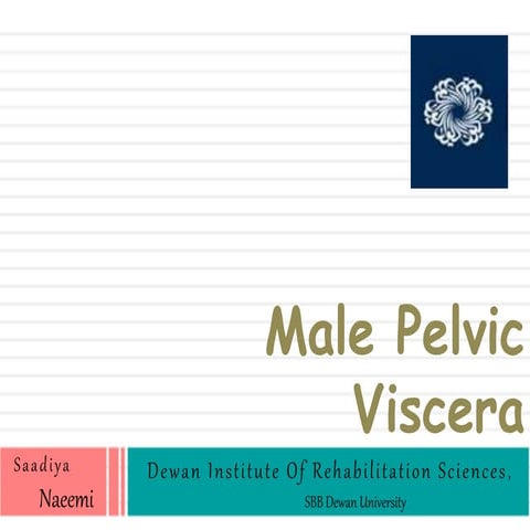 Male pelvis viscera