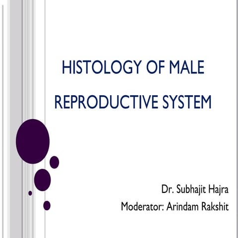 histology of male reproductive system