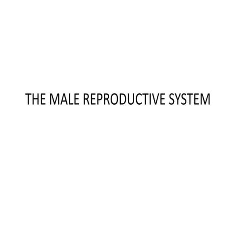 MALE REPROD SYSTEM made easy for students.pdf