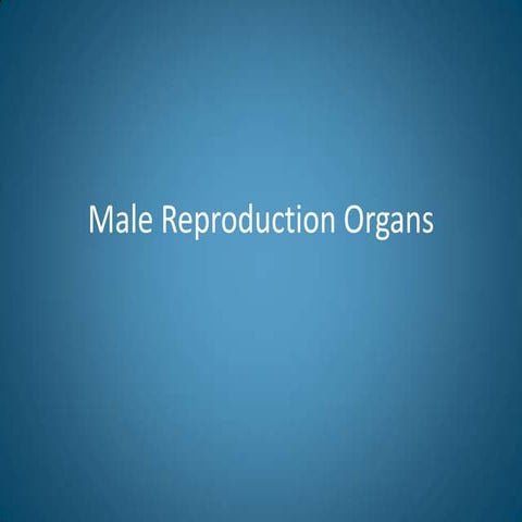 Male reproduction organs