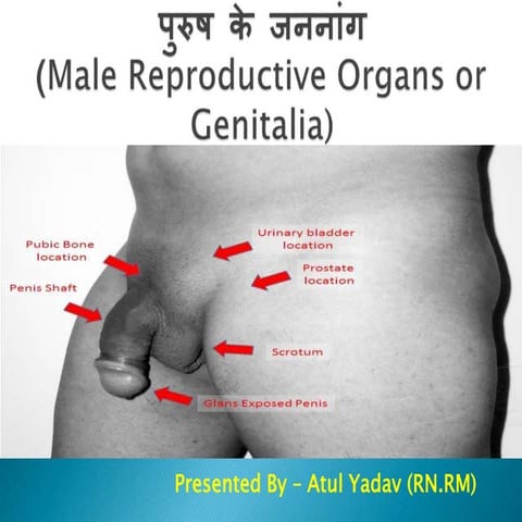 Male reproductive organs or genitalia in Hindi