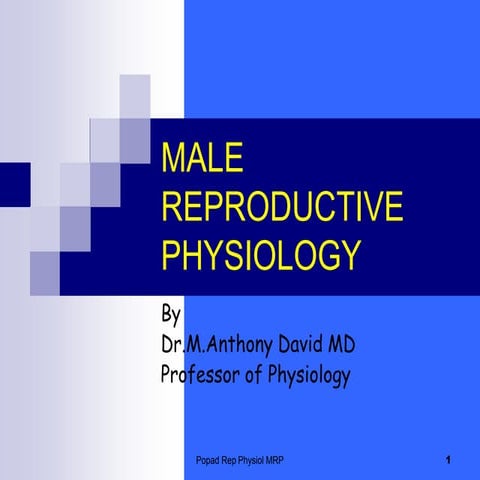 Male reproductive physiology