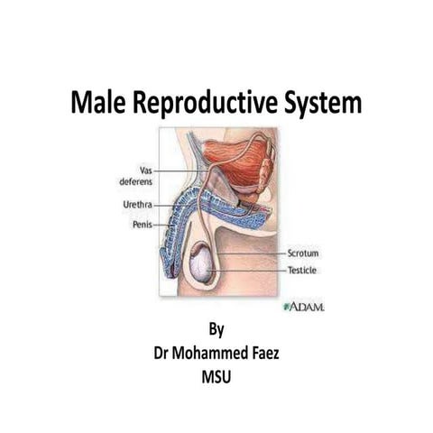 Male reproductive system