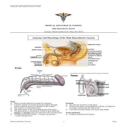 Male reproductive system