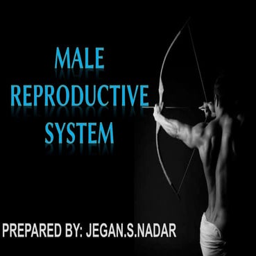 Male reproductive system