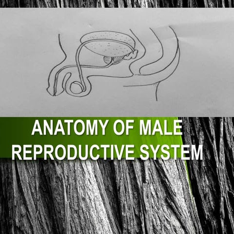 Male reproductive system